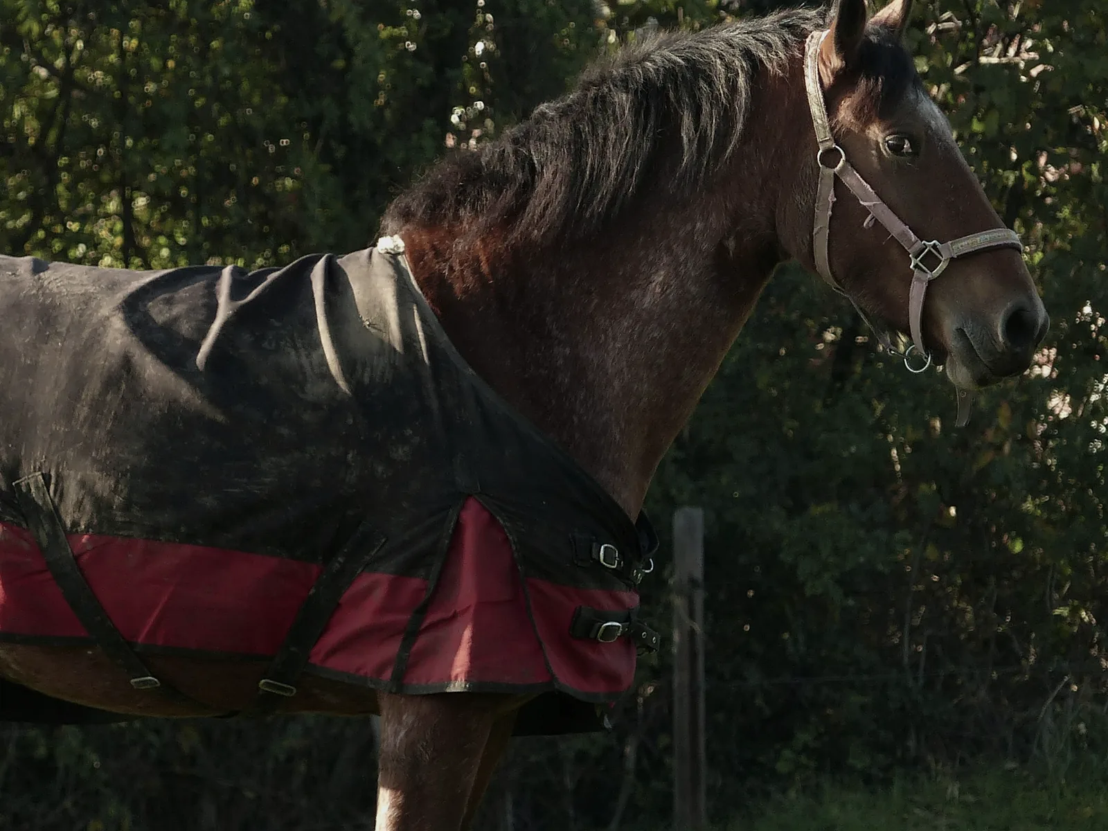 Metal fasteners used on equestrian equipment