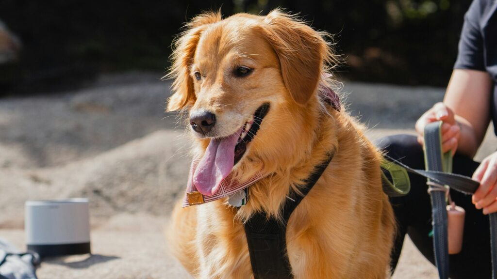 Golden retriever wearing a harness and leash for daily walking